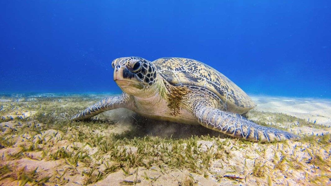 HEPCA Turtle Watch-Programm u. Blauer Ozean